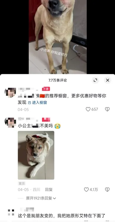狗狗化妆带货，给你不一样的思路-商机库社区-六库全书-88副业网